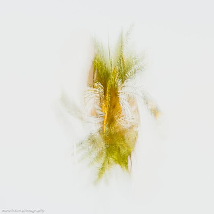 Folker, Michaelsen, Aesthetic, minimal, abstract, art, photography, minimalism, impressionism, ICM, multiple exposure, painterly, creative, special, beautiful, Mauretania, palmtree